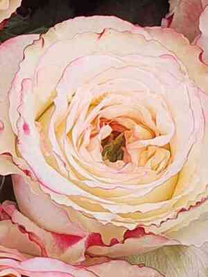 pink_garden_dfr-26.jpg Пинк Гарден ДФР-26 (Pink Garden DFR-26)