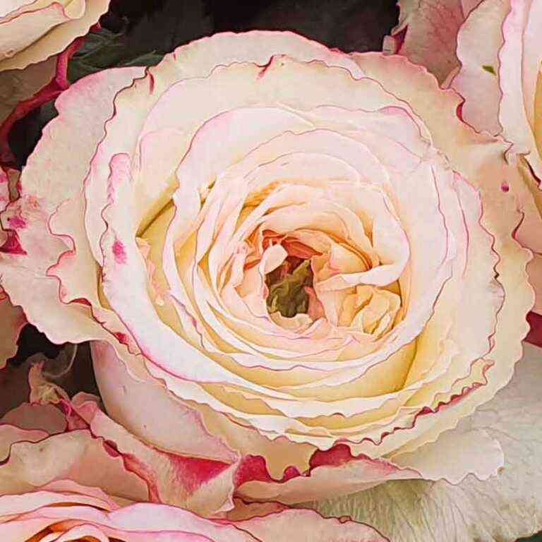 Пинк Гарден ДФР-26 (Pink Garden DFR-26)