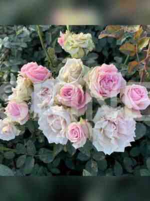 pink_irishka1.jpg Пинк Иришка (Pink Irishka)