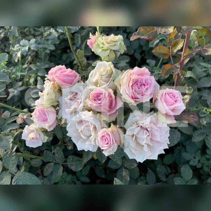 Пинк Иришка (Pink Irishka)