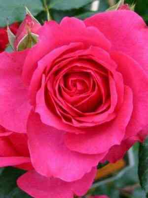 Пинк Мартини (Pink Martini)