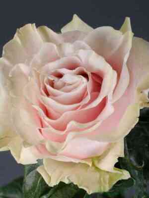 Пинк Мондиаль (Pink Mondiale)