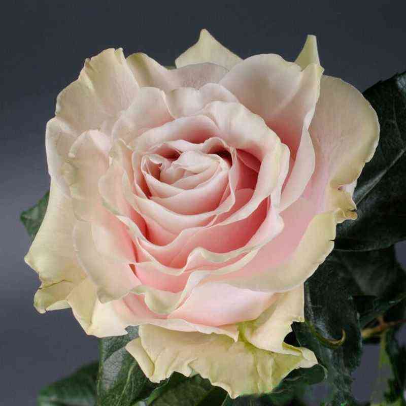 Пинк Мондиаль (Pink Mondiale)