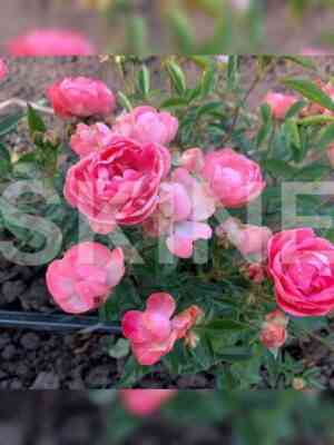 Пинк Морсдаг (Pink Morsdag)