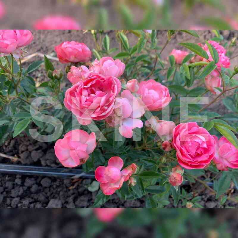 pink_morsdag_pink_morsdag.jpg Пинк Морсдаг (Pink Morsdag)