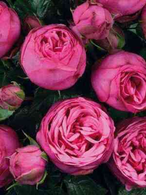 Пинк Пиано (Pink Piano)