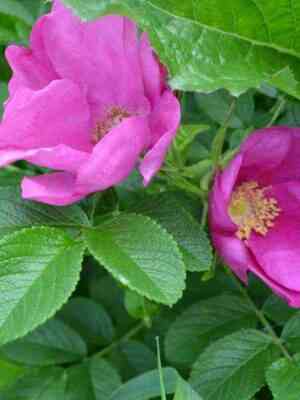 pink_robusta.jpg Пинк Робуста (Pink Robusta)