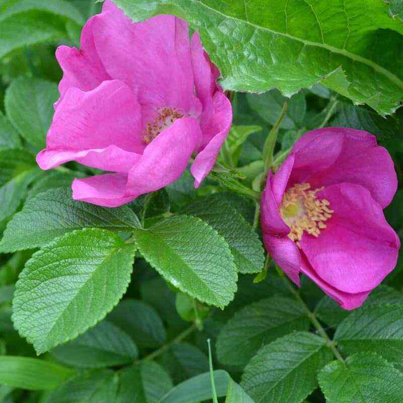 Пинк Робуста (Pink Robusta)