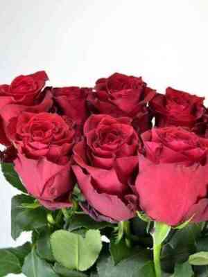 Пинк Родос (Pink Rhodos)