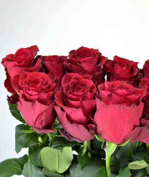 Пинк Родос (Pink Rhodos)