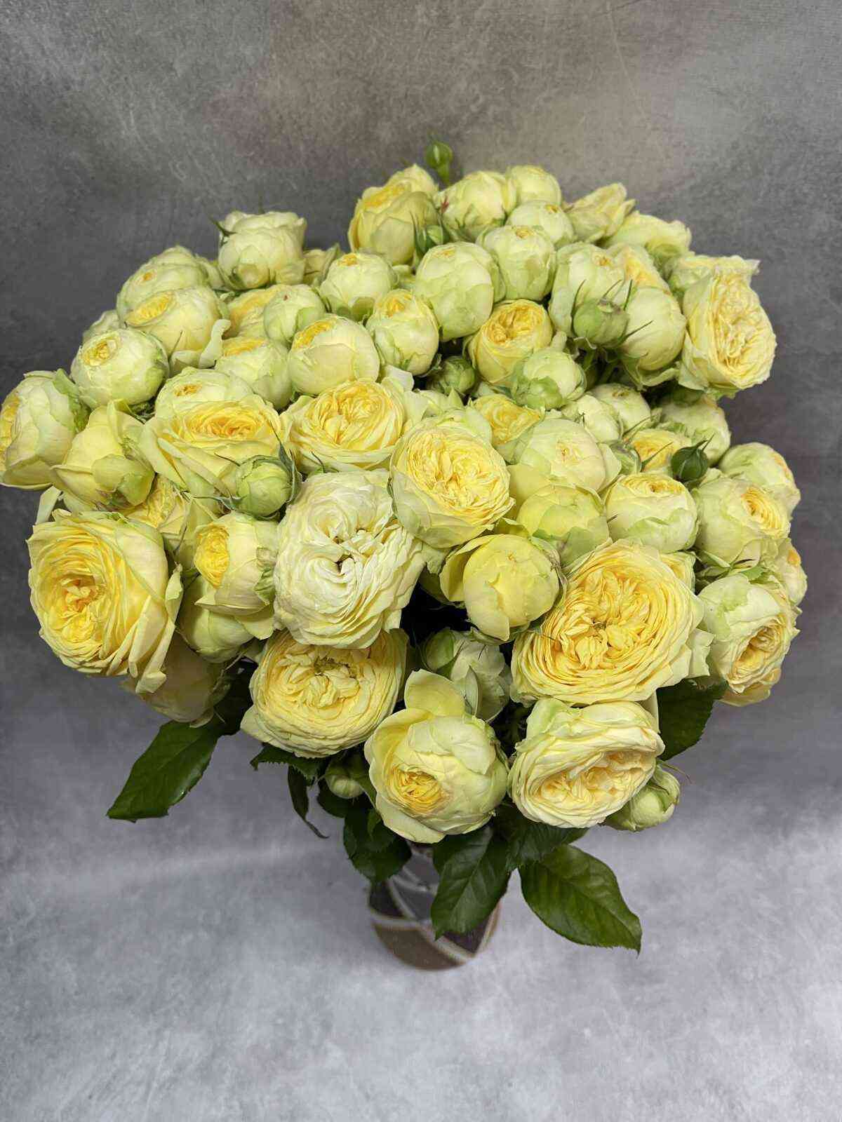 Пиони Баблс (Pioni Bubbles)