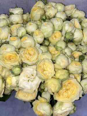 Пиони Баблс (Pioni Bubbles)