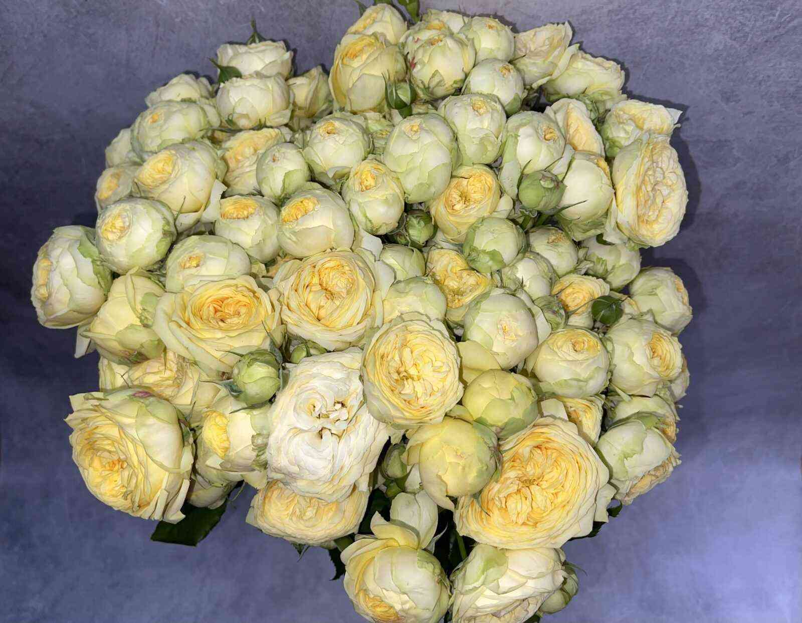 Пиони Баблс (Pioni Bubbles)