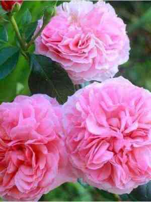 pippin.jpg Пиппин (Pippin)