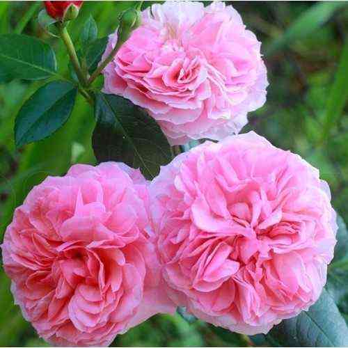 Пиппин (Pippin)