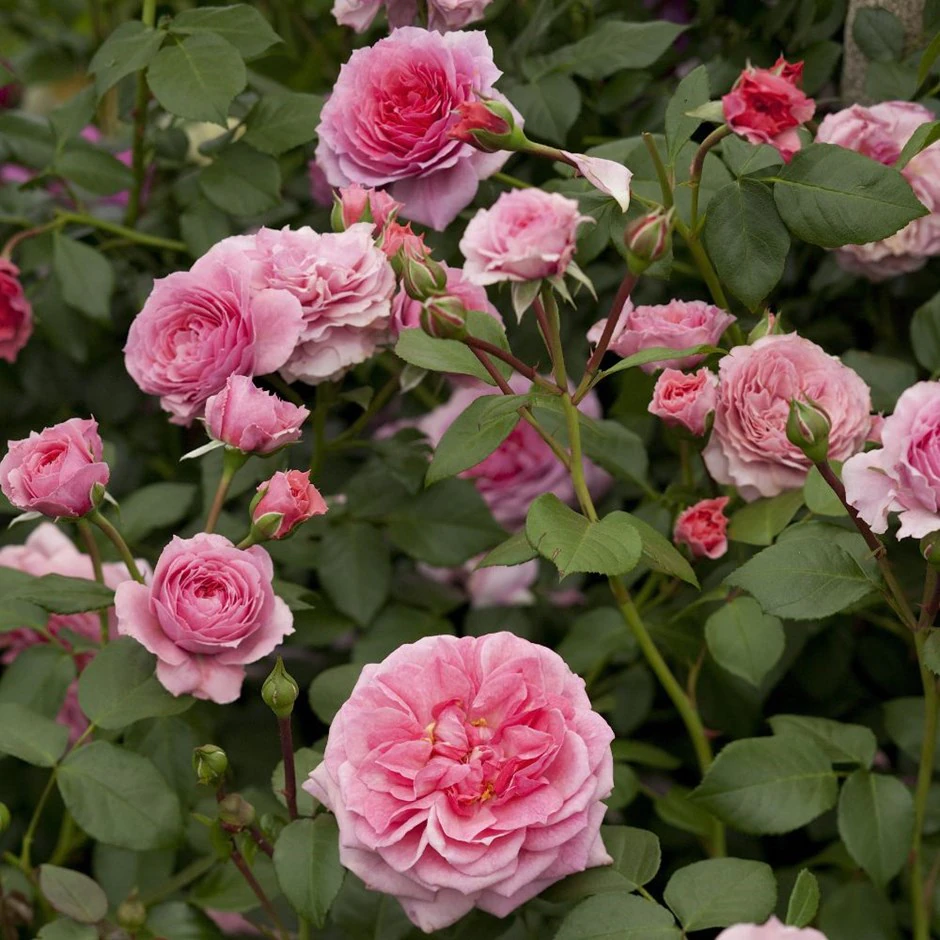 Пиппин (Pippin)