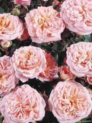 piruet_pirouette_optimized.jpg Пируэт (Pirouette)