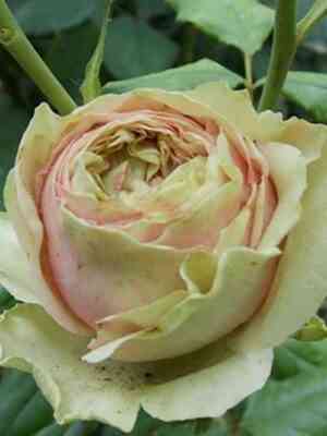 Питахайя (Pitahaya)