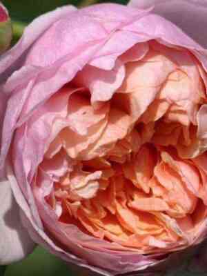 piterpaul_rubens_peterpaulrubens_optimized.jpg Питер Пауль Рубенс (Peter Paul Rubens)