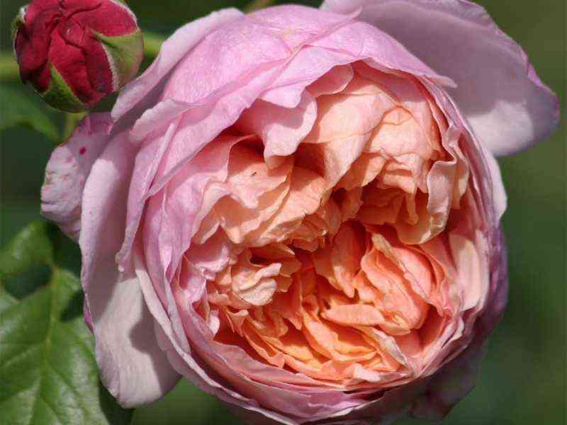 Питер Пауль Рубенс (Peter Paul Rubens)