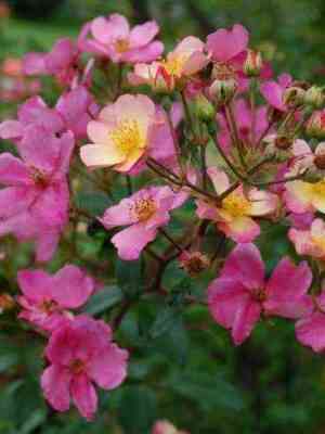 Плезантери (Plaisanterie)