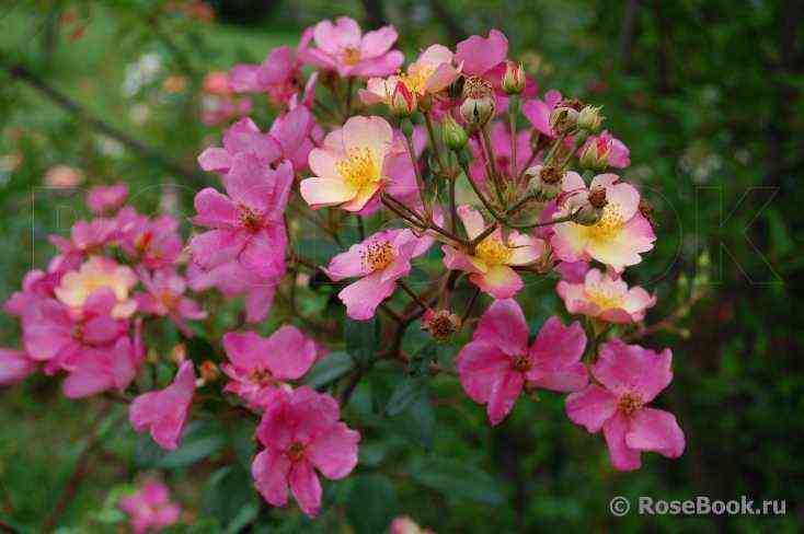 Плезантери (Plaisanterie)