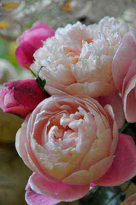 plum.jpg Плум (Plume)