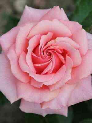 poeziya.jpg Поэзия (Poesie)