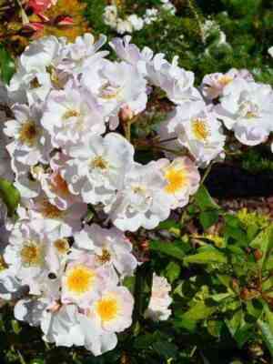 Поэзия (-) (Poesie)