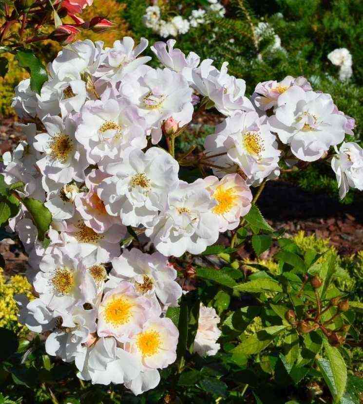 Поэзия (-) (Poesie)