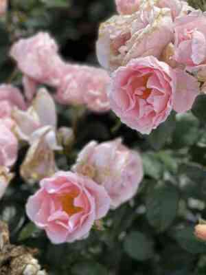 pojetri.jpg Поэтри (Poetry)