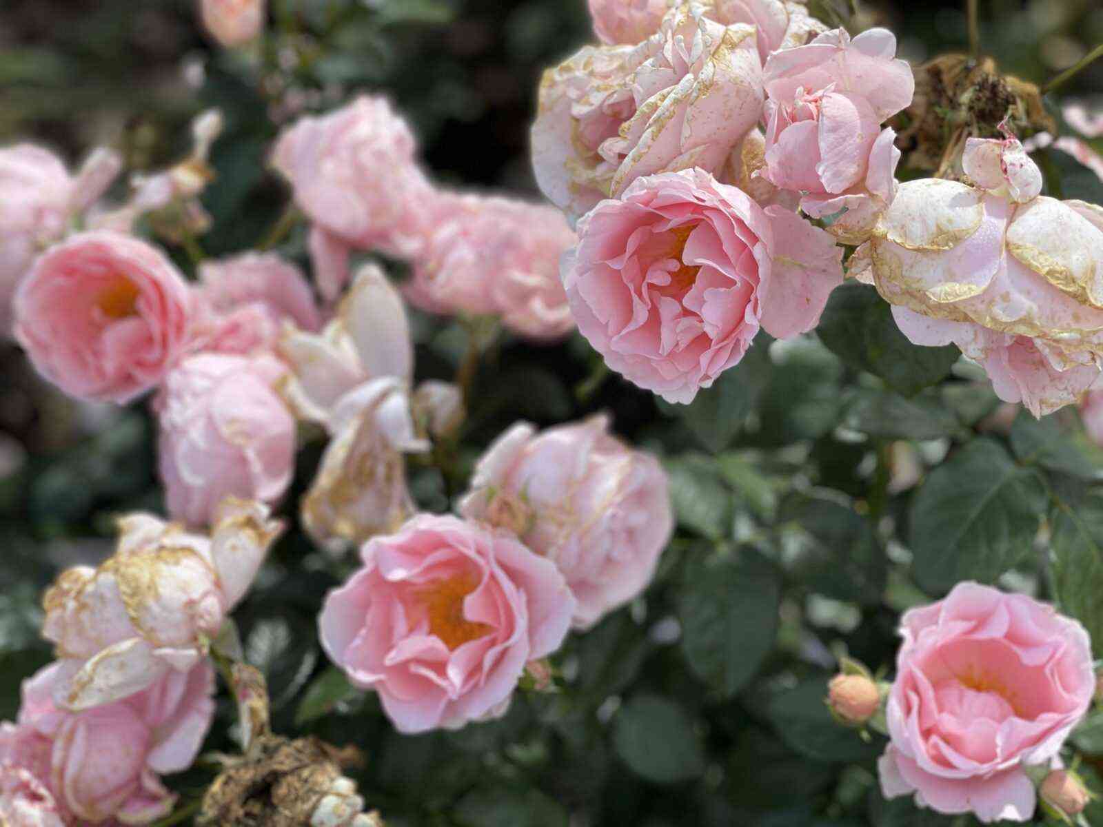 pojetri.jpg Поэтри (Poetry)