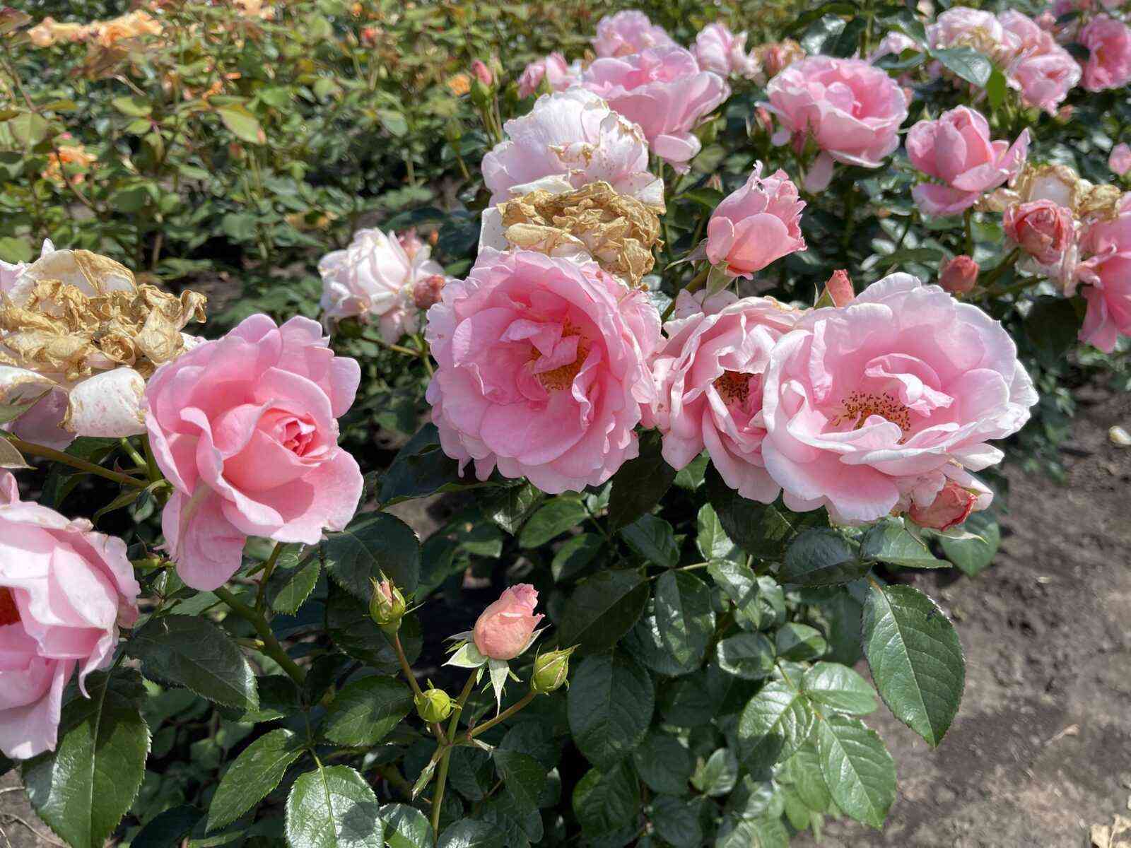 pojetri2-rotated-1.jpg Поэтри (Poetry)