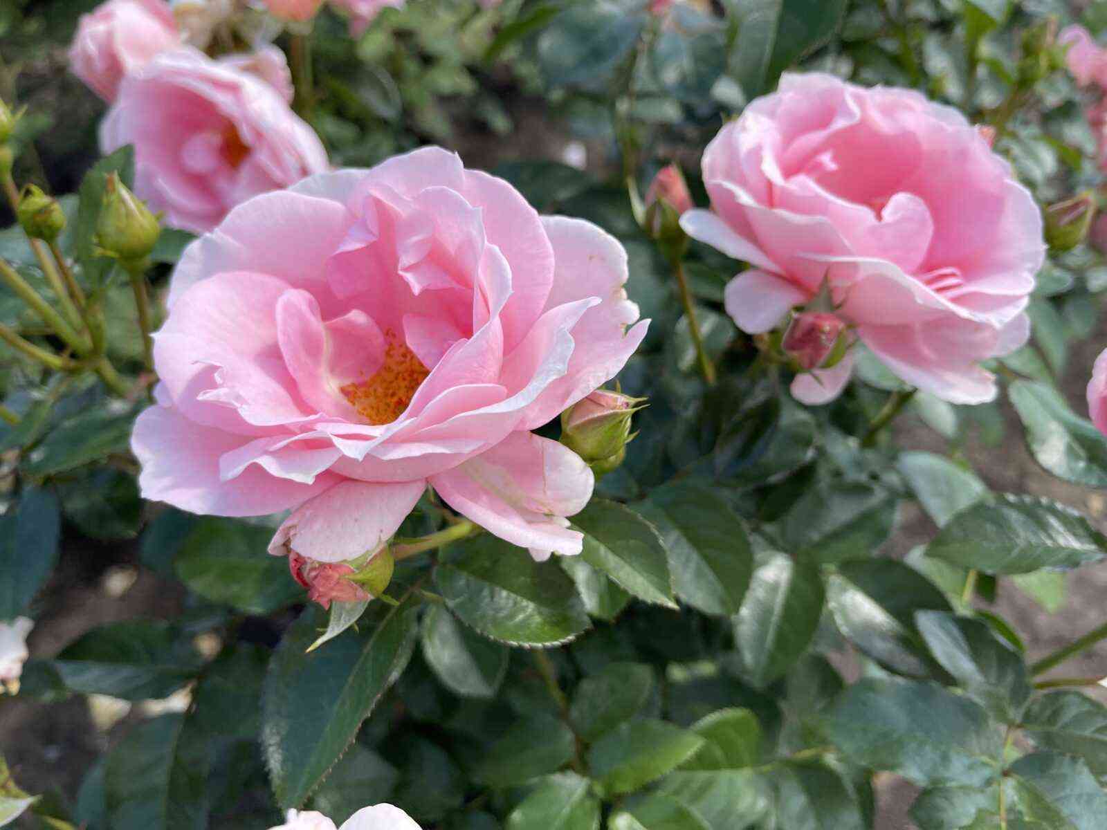 pojetri3.jpg Поэтри (Poetry)