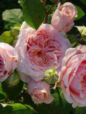 pol_bokyuz.jpg Поль Бокюз (Paul Bocuse)