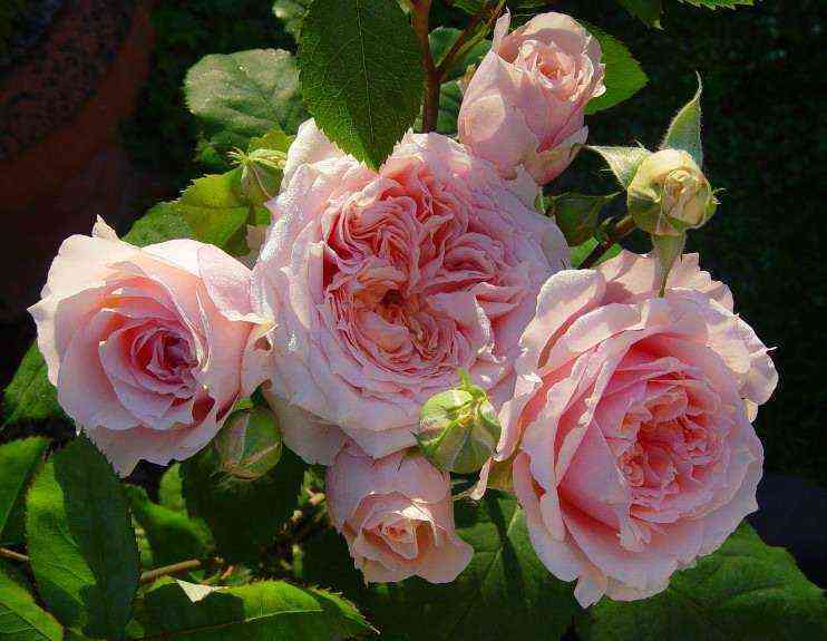 pol_bokyuz.jpg Поль Бокюз (Paul Bocuse)