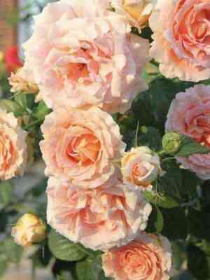 pol_ka.jpg Полька 91 (Polka)