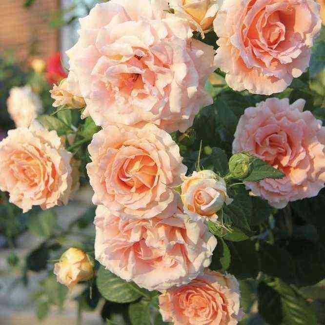 Полька 91 (Polka)