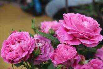 pol_nejron_paulneyron_optimized.jpg Поль Нейрон (Paul Neyron)