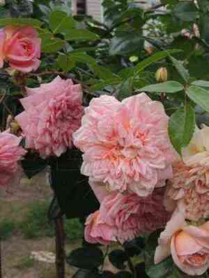 pol_noel.jpg Поль Ноэль (Paul Noel)