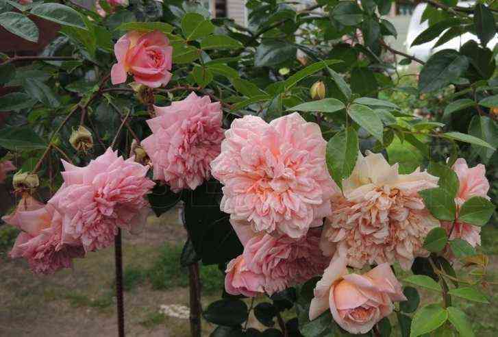 pol_noel.jpg Поль Ноэль (Paul Noel)