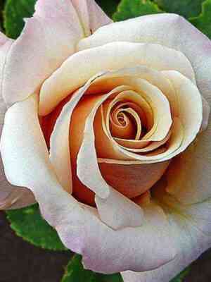 Поль Рикар (Paul Ricard)