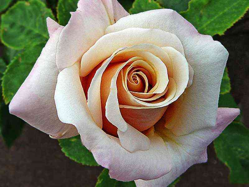 Поль Рикар (Paul Ricard)