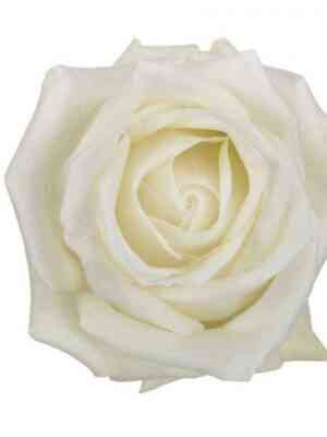 Полар Стар (Polar Star)