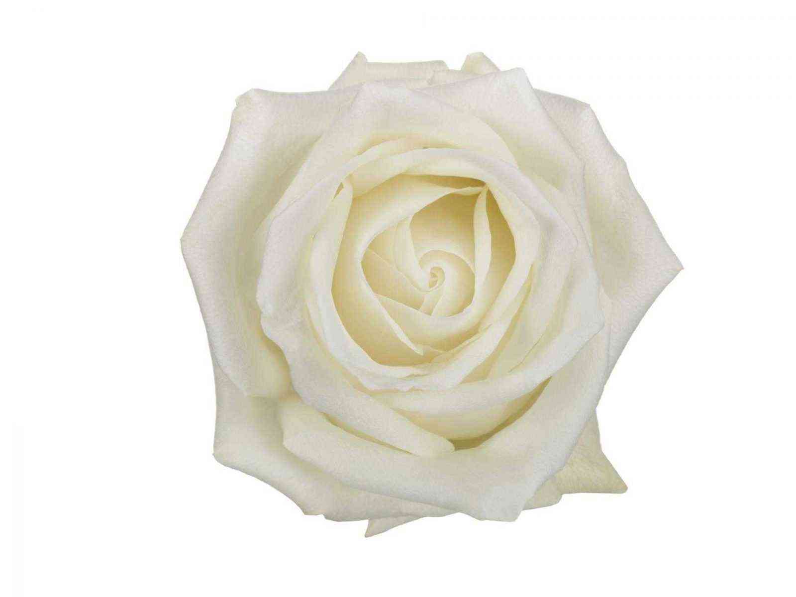 Полар Стар (Polar Star)