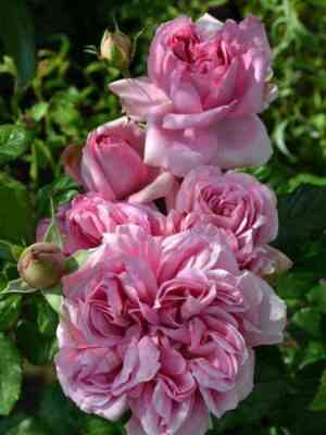 pompadur.jpg Помпадур (Pompadour)