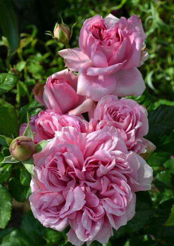 pompadur.jpg Помпадур (Pompadour)