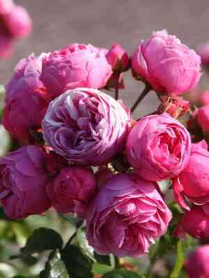 pomponella-1.jpg Помпонелла(Pomponella)