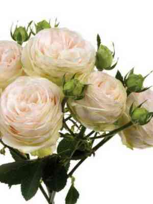 porselejnlejs_porcelainlace_optimized.jpg Порселейн Лейс (Porcelain Lace)