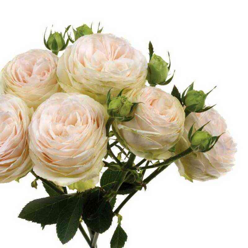 Порселейн Лейс (Porcelain Lace)